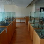 Sala espositiva della Sezione Faune Fossili, è possibile notare alcuni crani e mandibole di Hippopotamus pentlandi.a